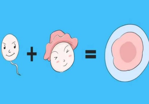 深圳助孕生子：卵泡吃什么长得快长得好？补卵子最有效的食物